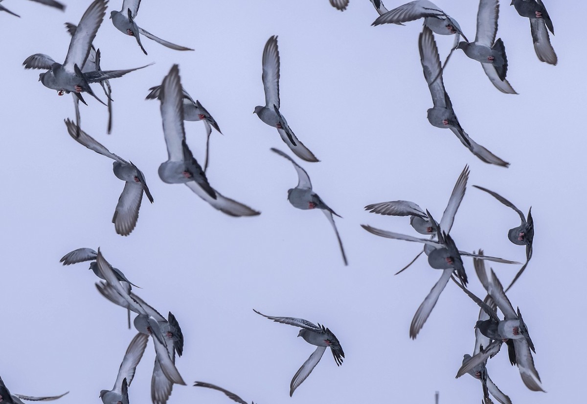 Pigeon biset (forme domestique) - ML646532853