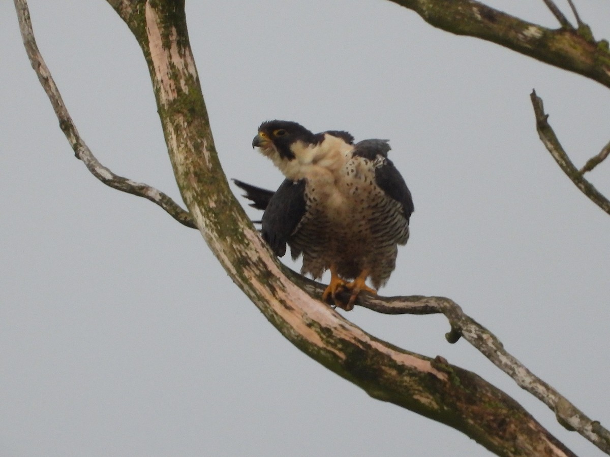 Peregrine Falcon - ML646532856