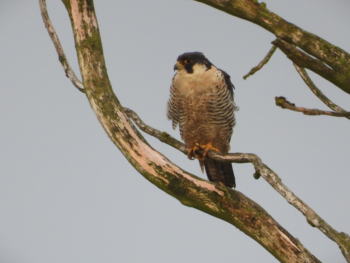 Peregrine Falcon - ML646532857