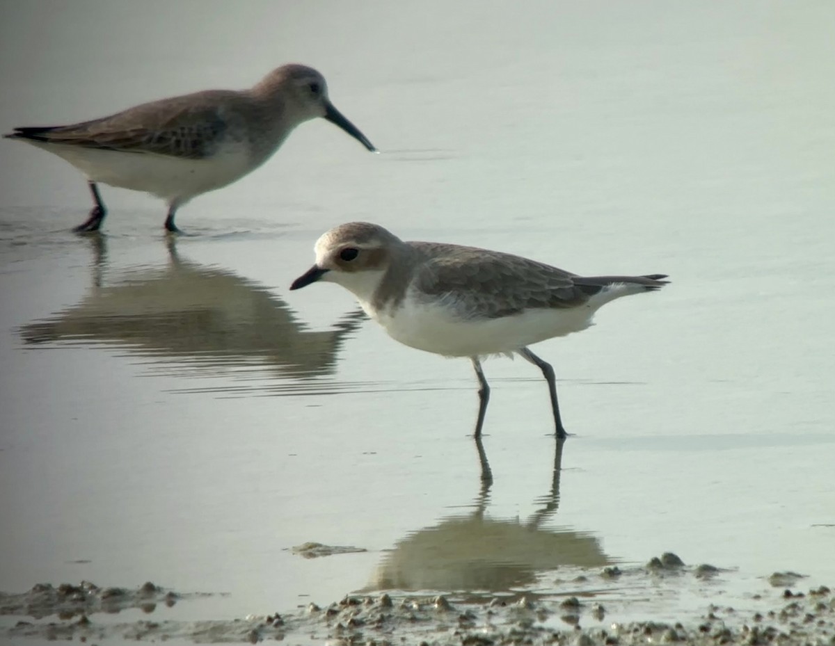 Txirritxo tibetarra - ML646532858