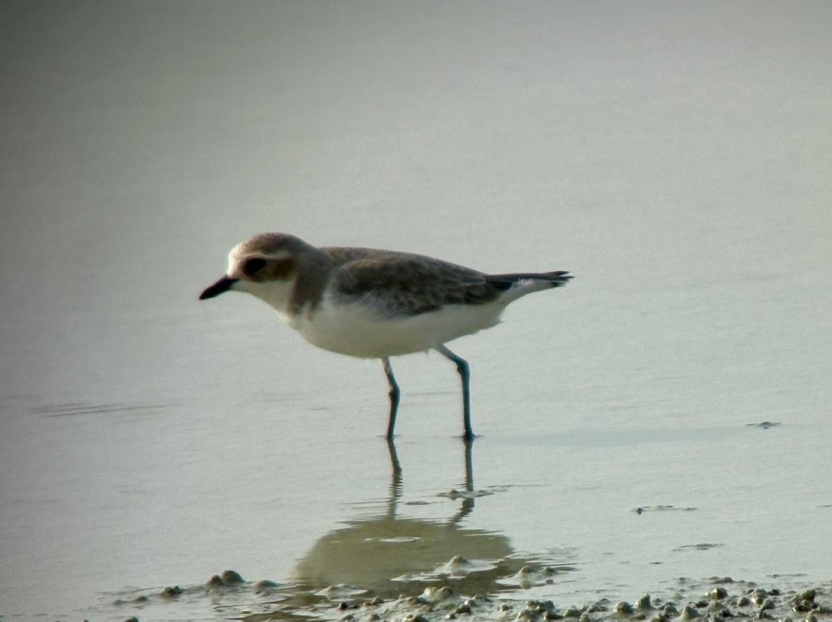 Txirritxo tibetarra - ML646532859