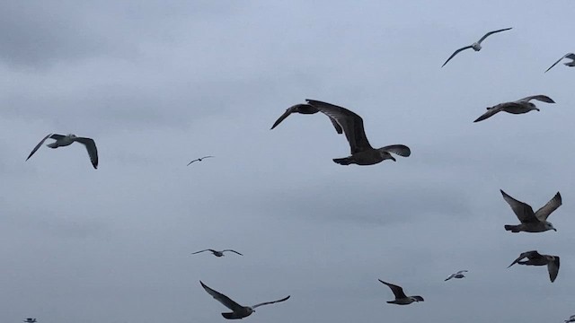 Northern Gannet - ML646532861