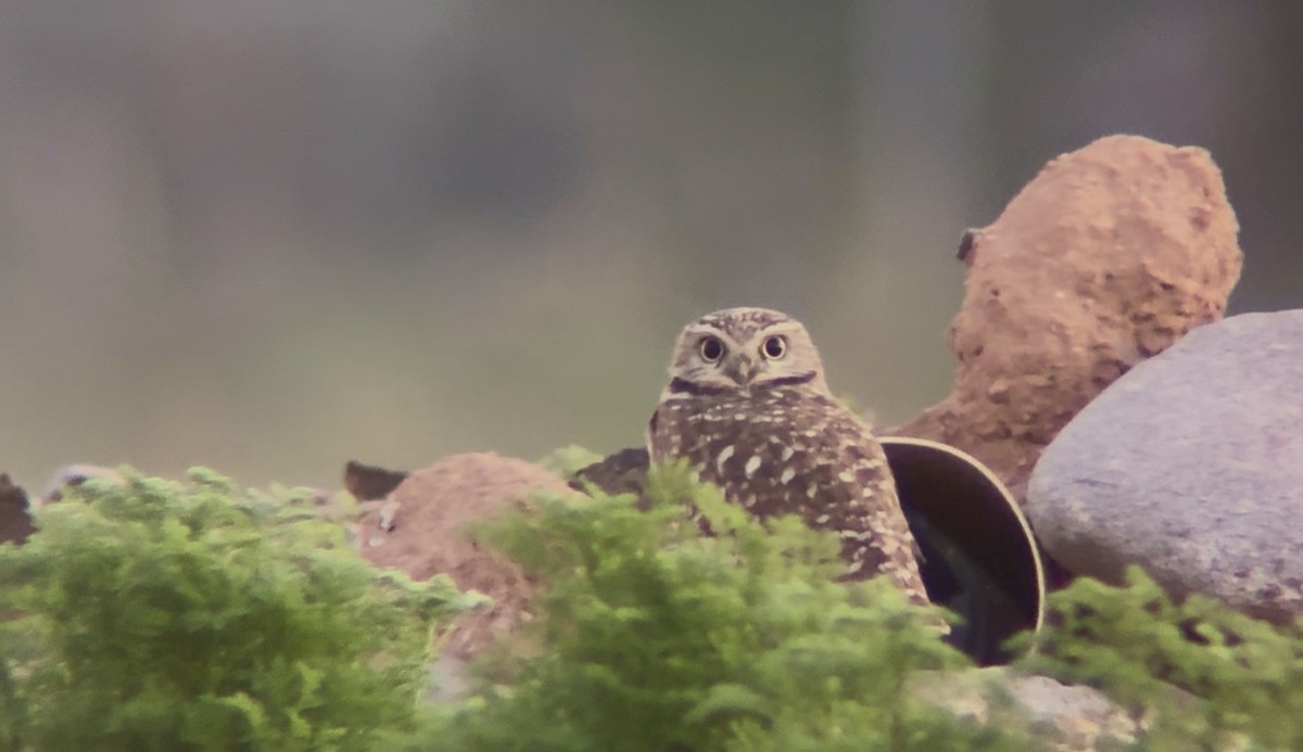 アナホリフクロウ - ML646532862