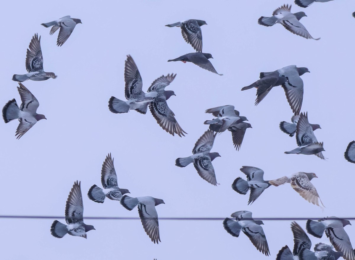 Pigeon biset (forme domestique) - ML646532863