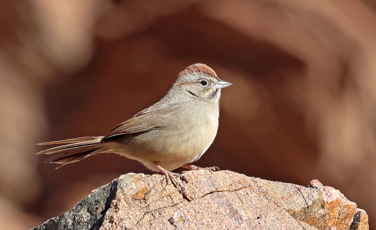 Rufous-crowned Sparrow - ML646532867