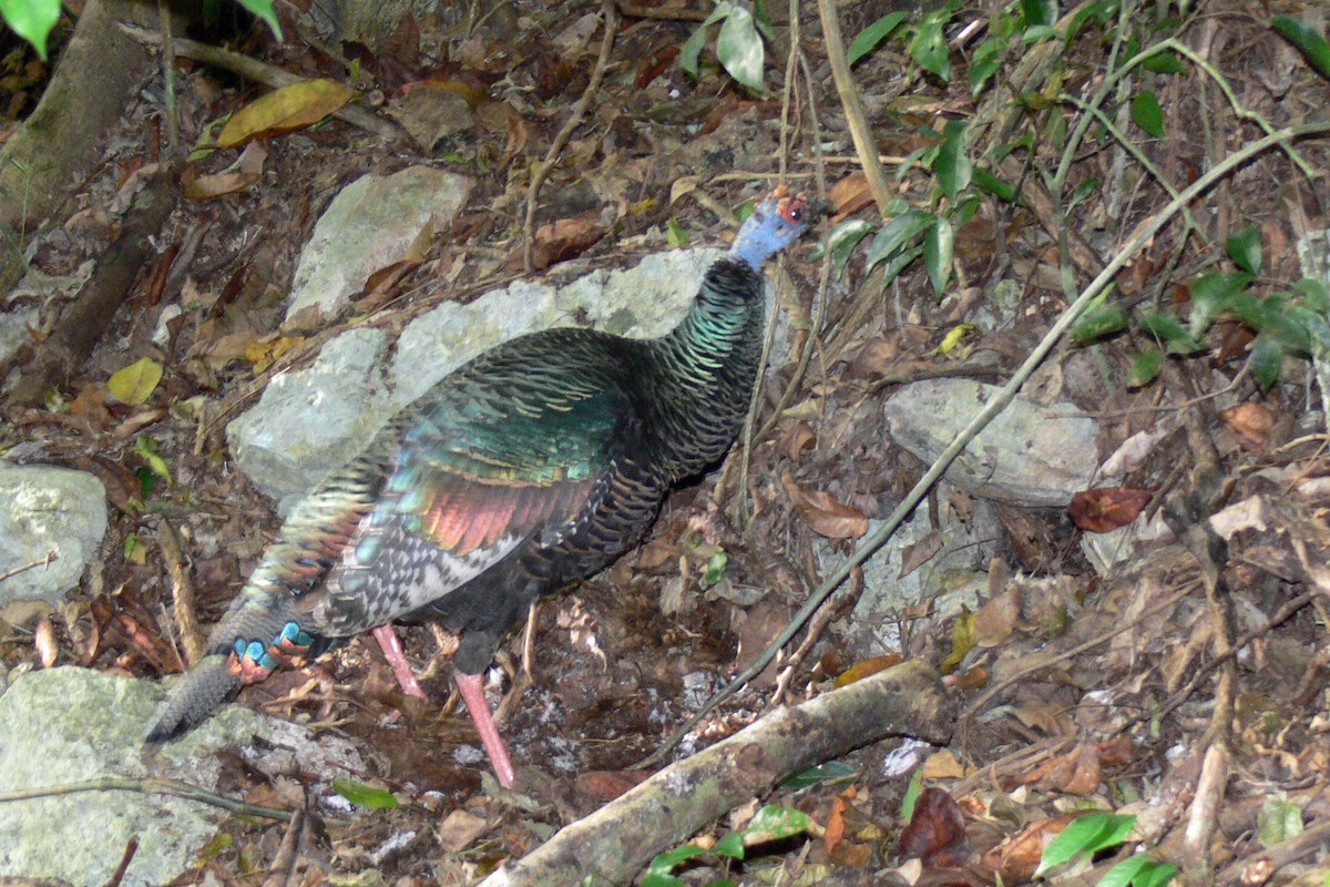 krocan paví - ML646532869