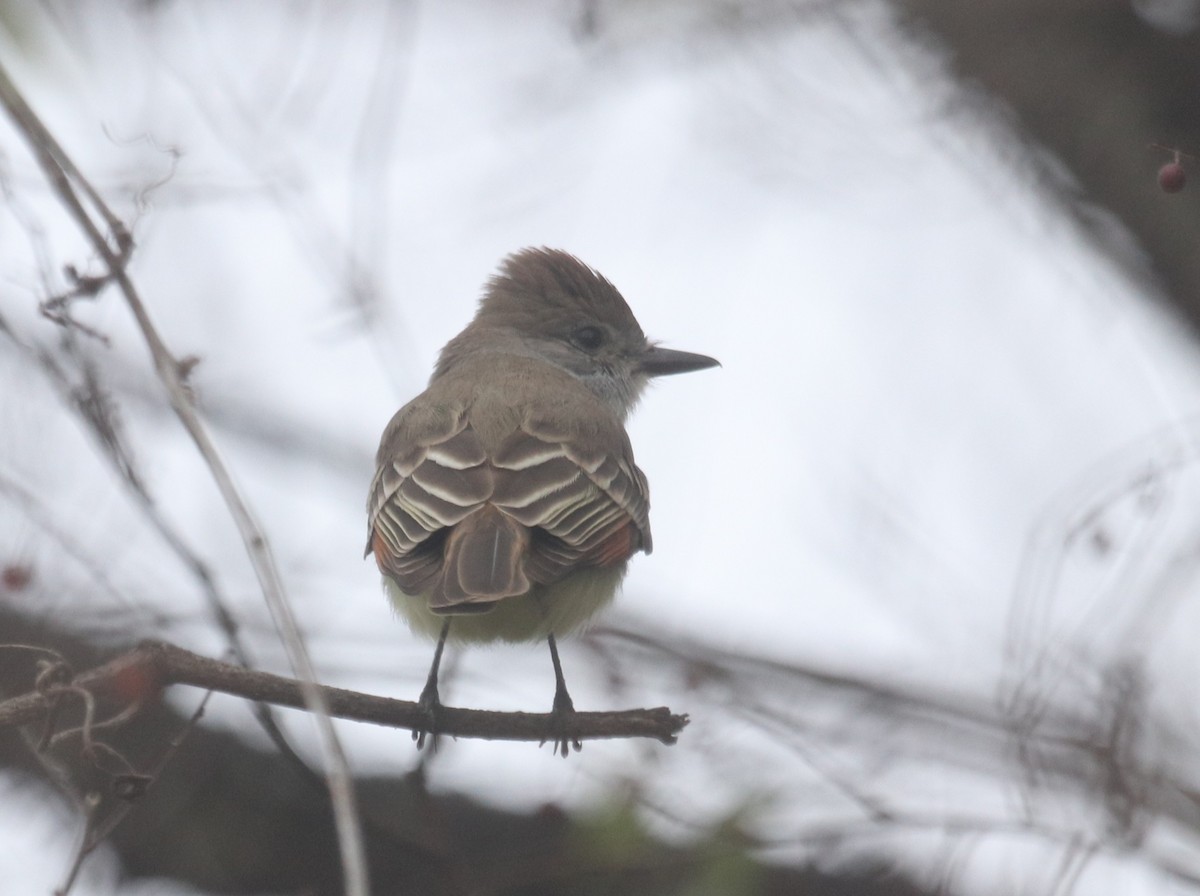 Gri Boğazlı Sinekkapan - ML646532871