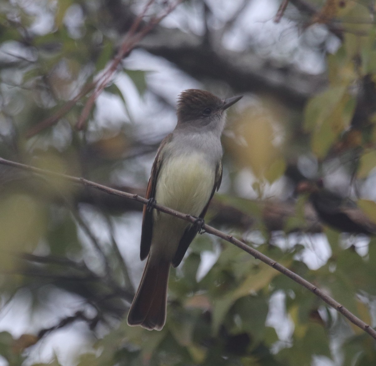 Gri Boğazlı Sinekkapan - ML646532872