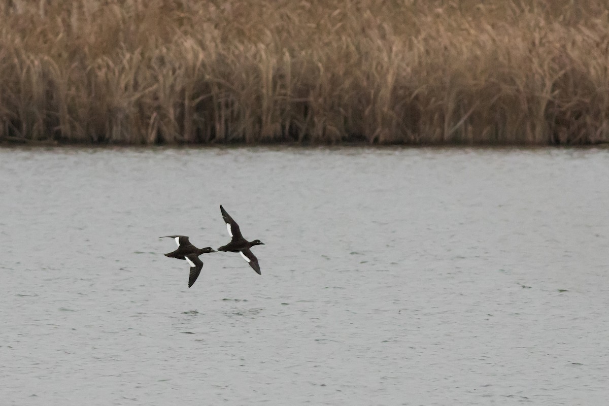 Velvet Scoter - ML646532873