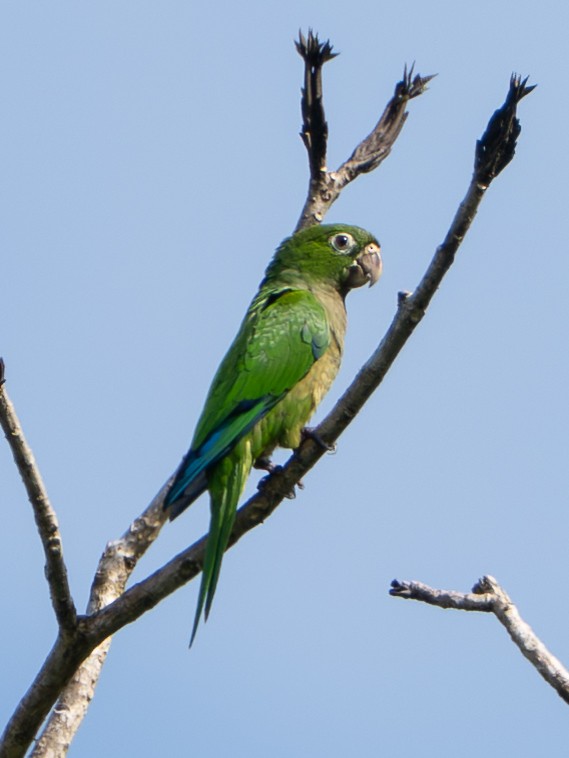 Olive-throated Parakeet - ML646532874