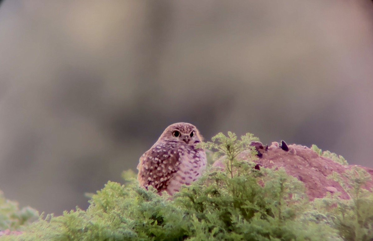 アナホリフクロウ - ML646532875