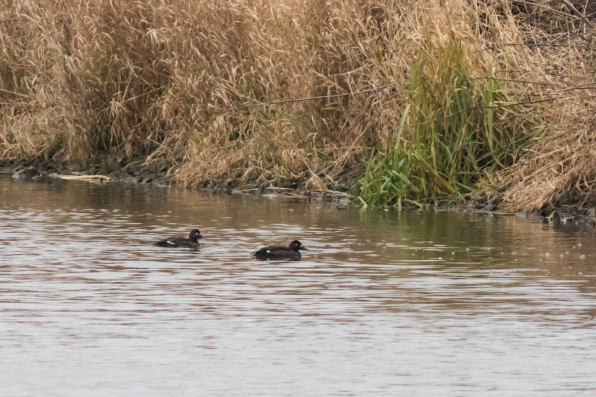 Velvet Scoter - ML646532876