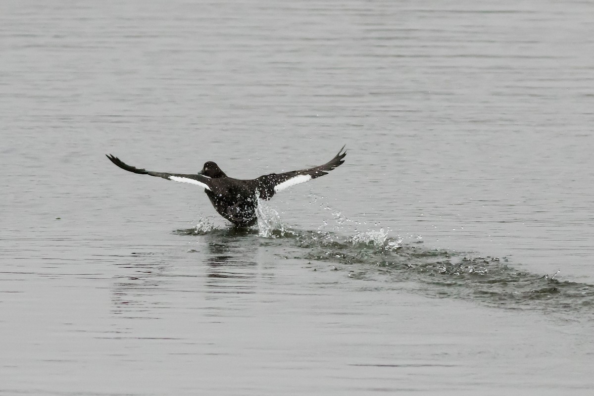 Турпан - ML646532877