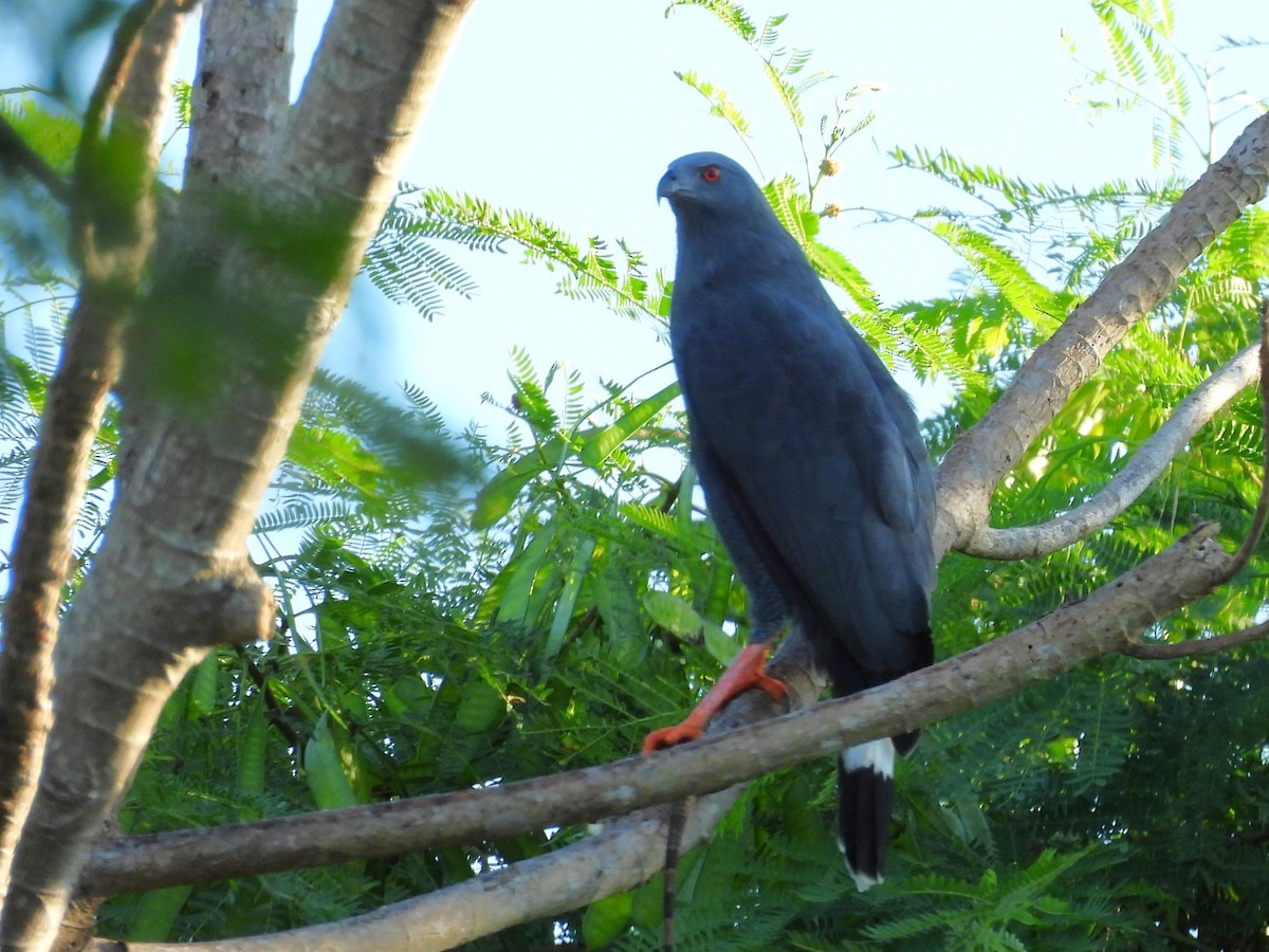 Stelzenbussard - ML646532879