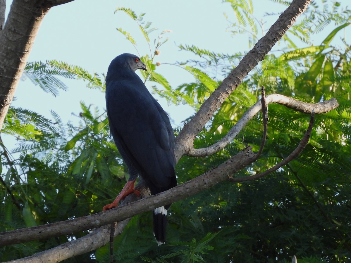 Stelzenbussard - ML646532880