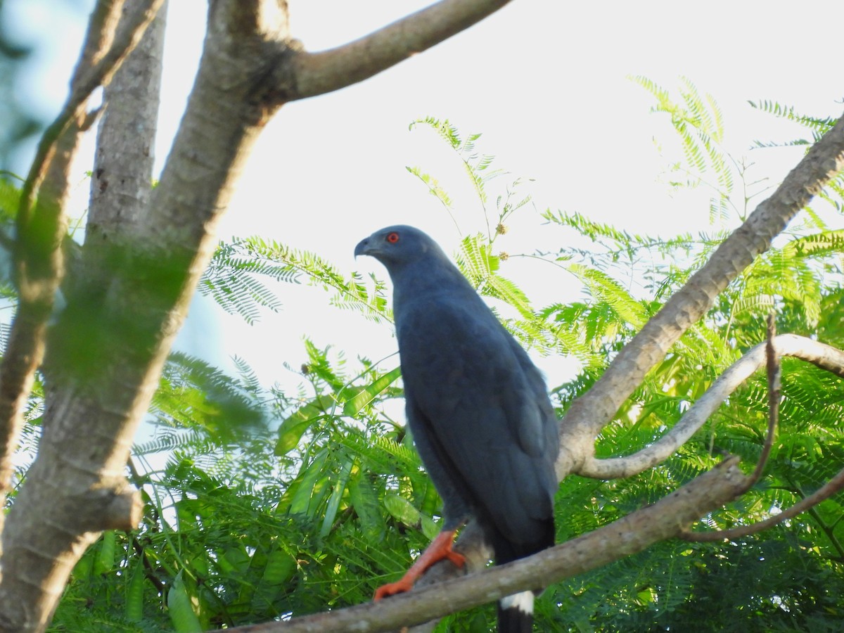 Stelzenbussard - ML646532881