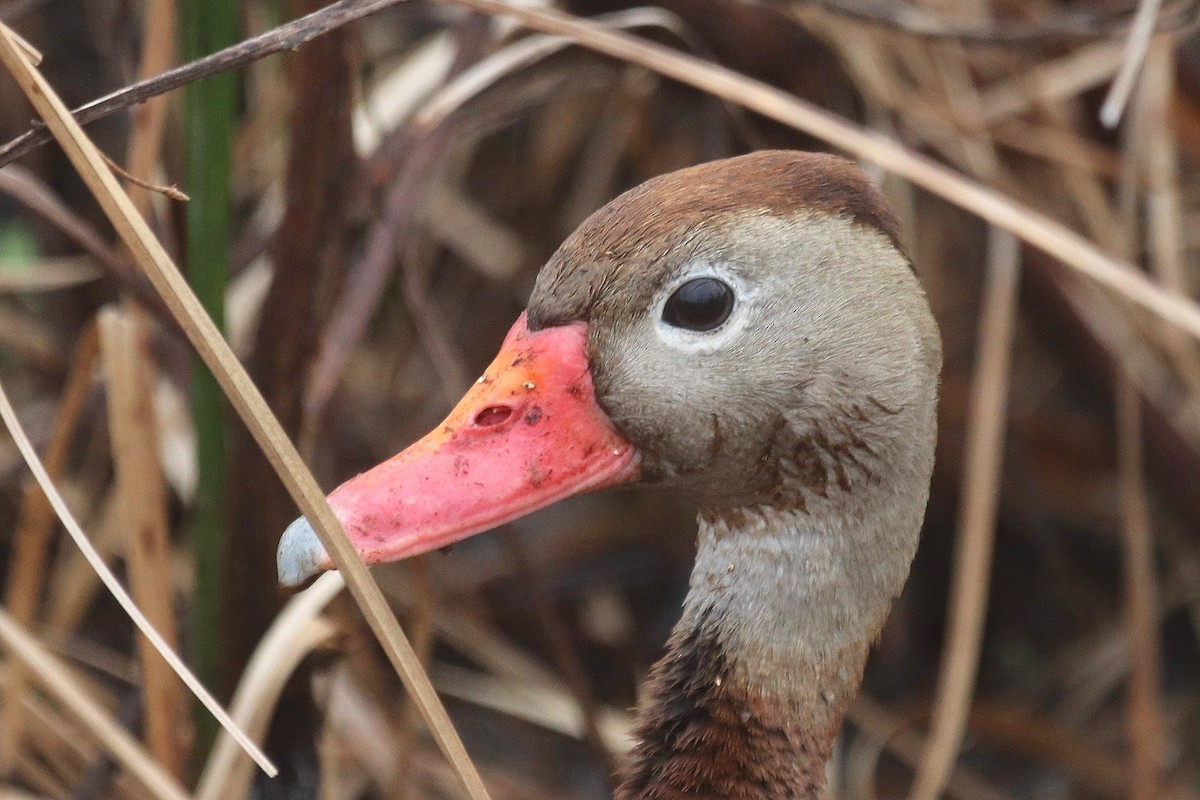 Kara Karınlı Islıkçı Ördek - ML646532882