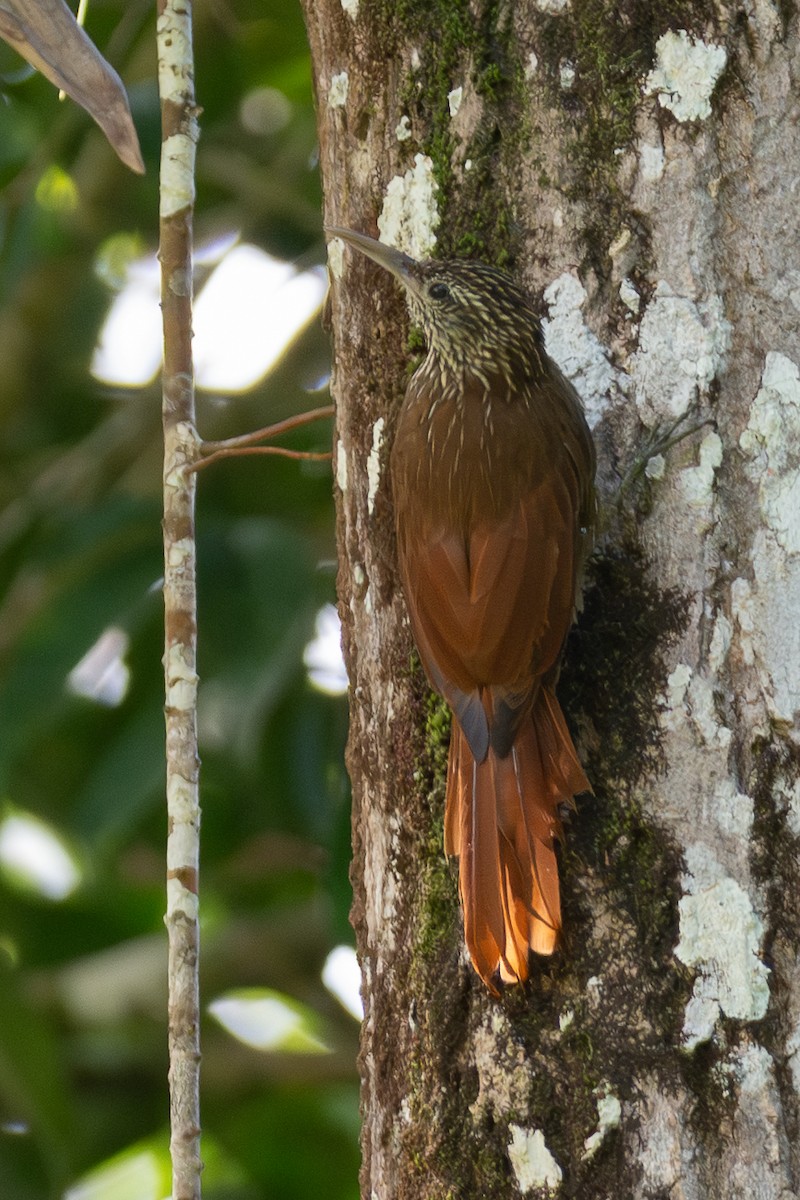 Streak-headed Woodcreeper - ML646532883
