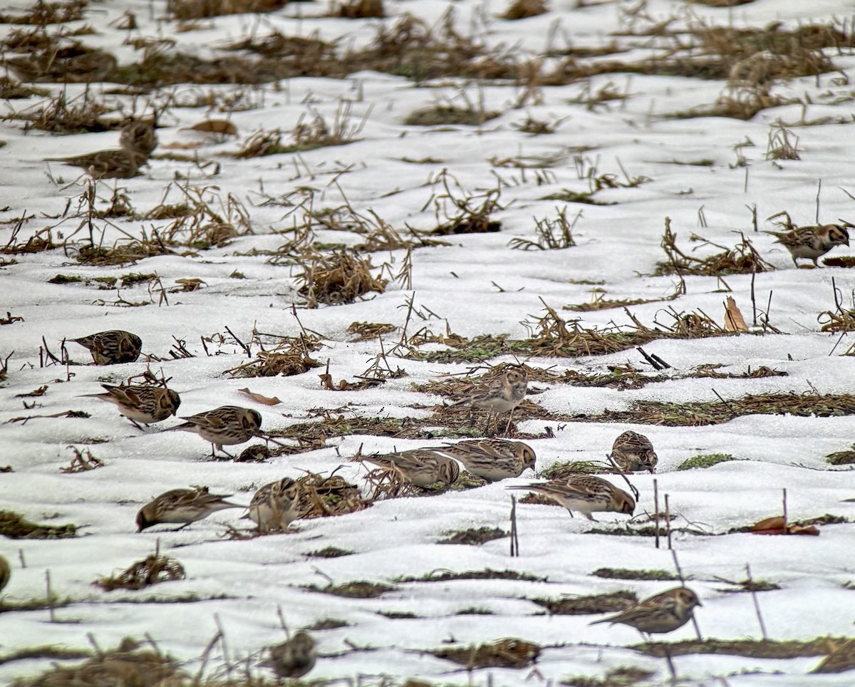 Zigolo della Lapponia - ML646532884