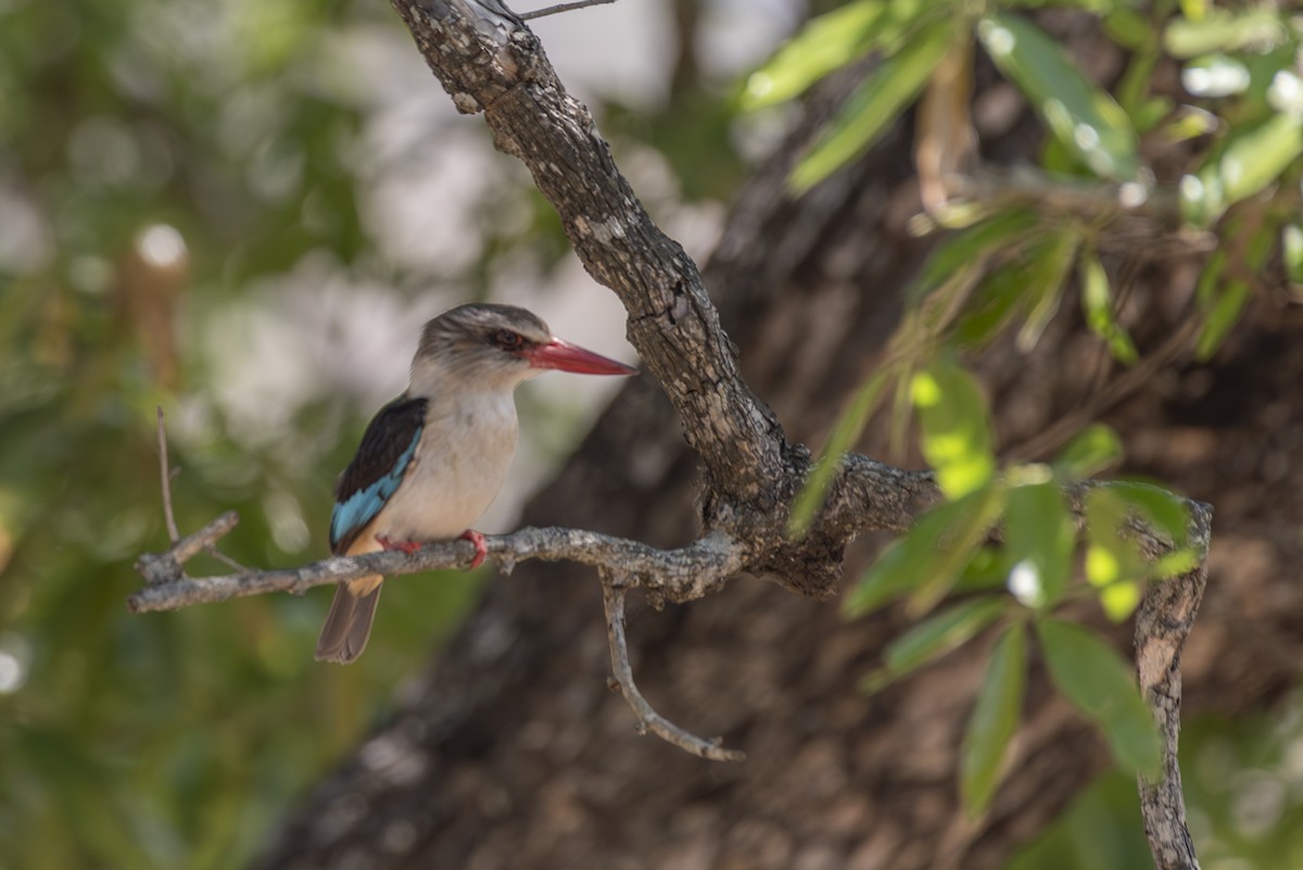 Brown-hooded Kingfisher - ML646532892