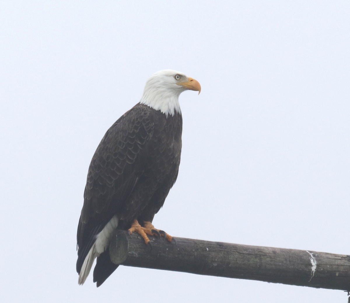 Ak Başlı Kartal - ML646532895