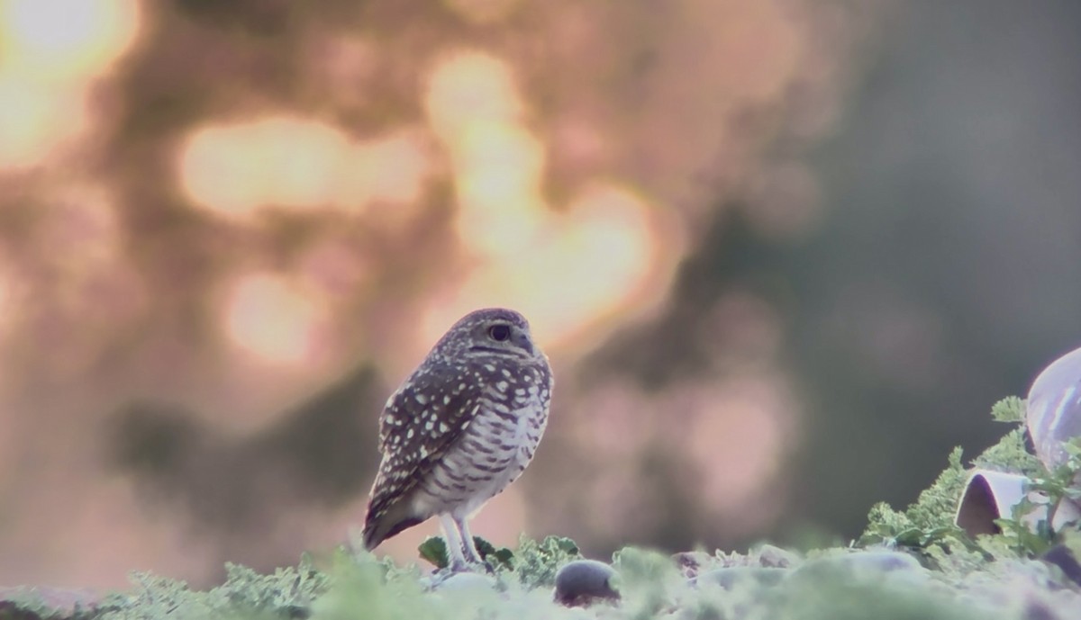 アナホリフクロウ - ML646532900