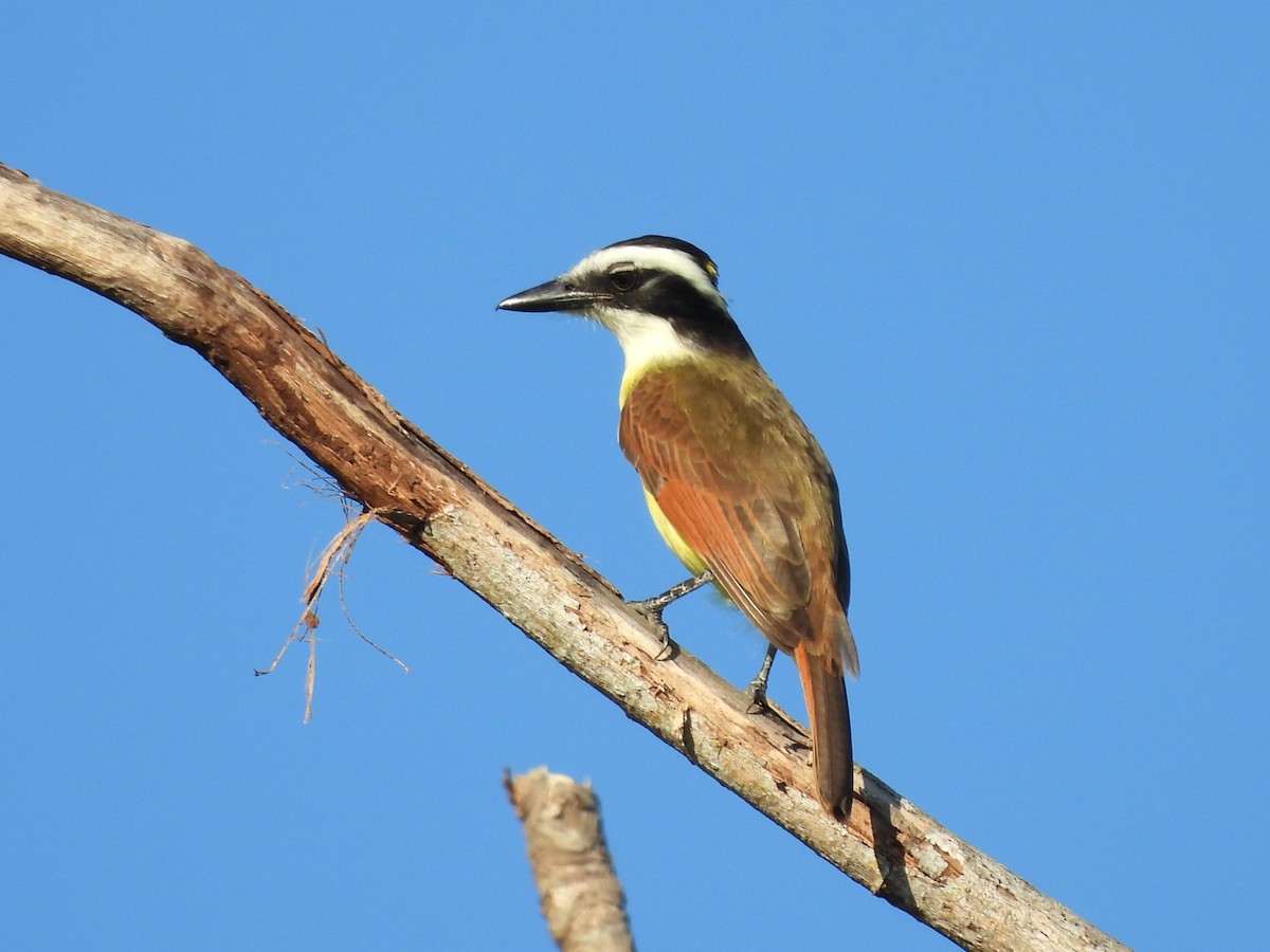 Schwefelmaskentyrann - ML646532901