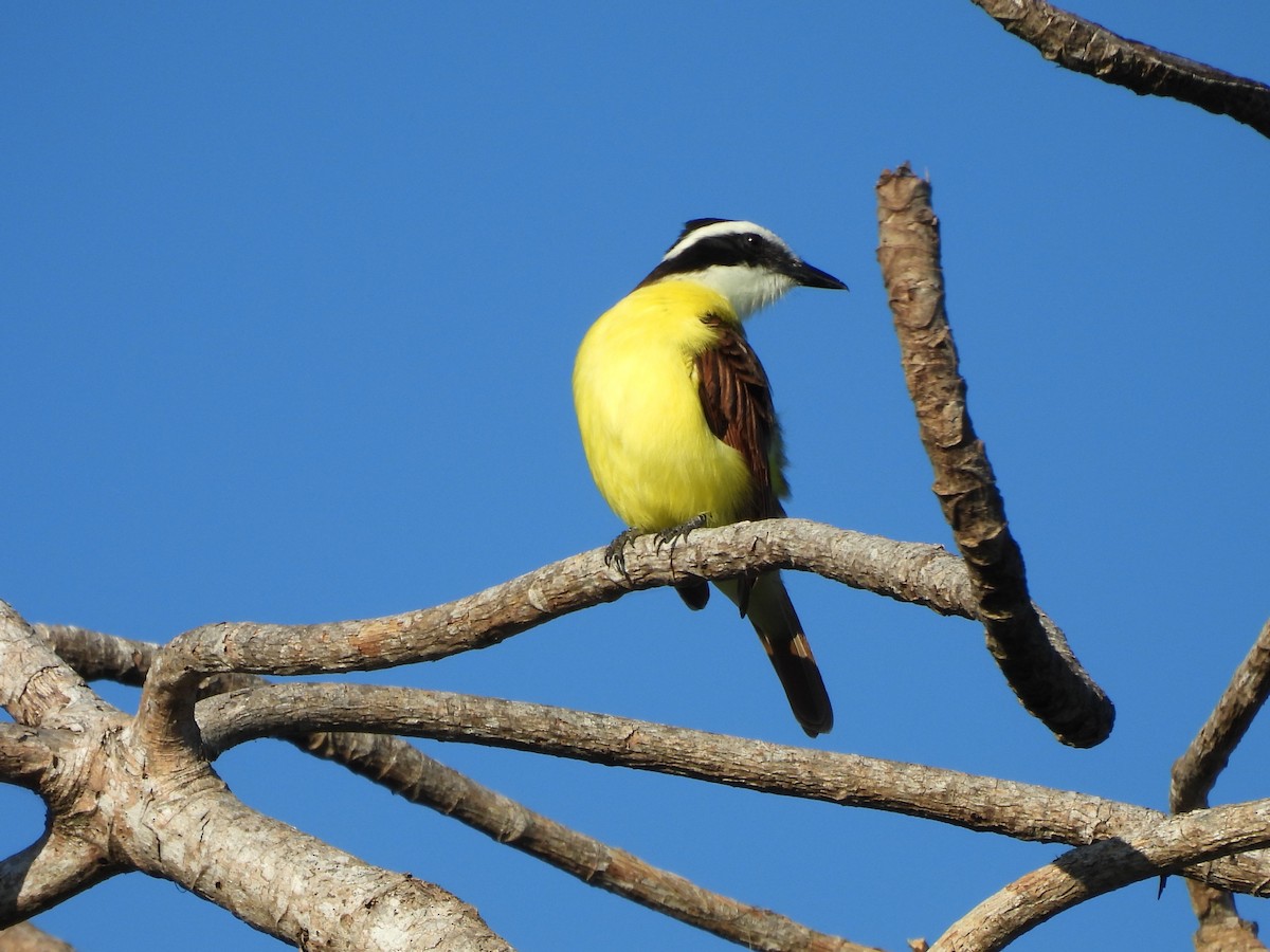 Schwefelmaskentyrann - ML646532902