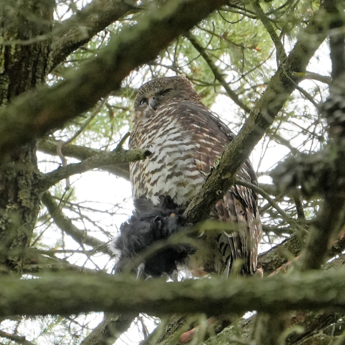 Powerful Owl - ML646532903