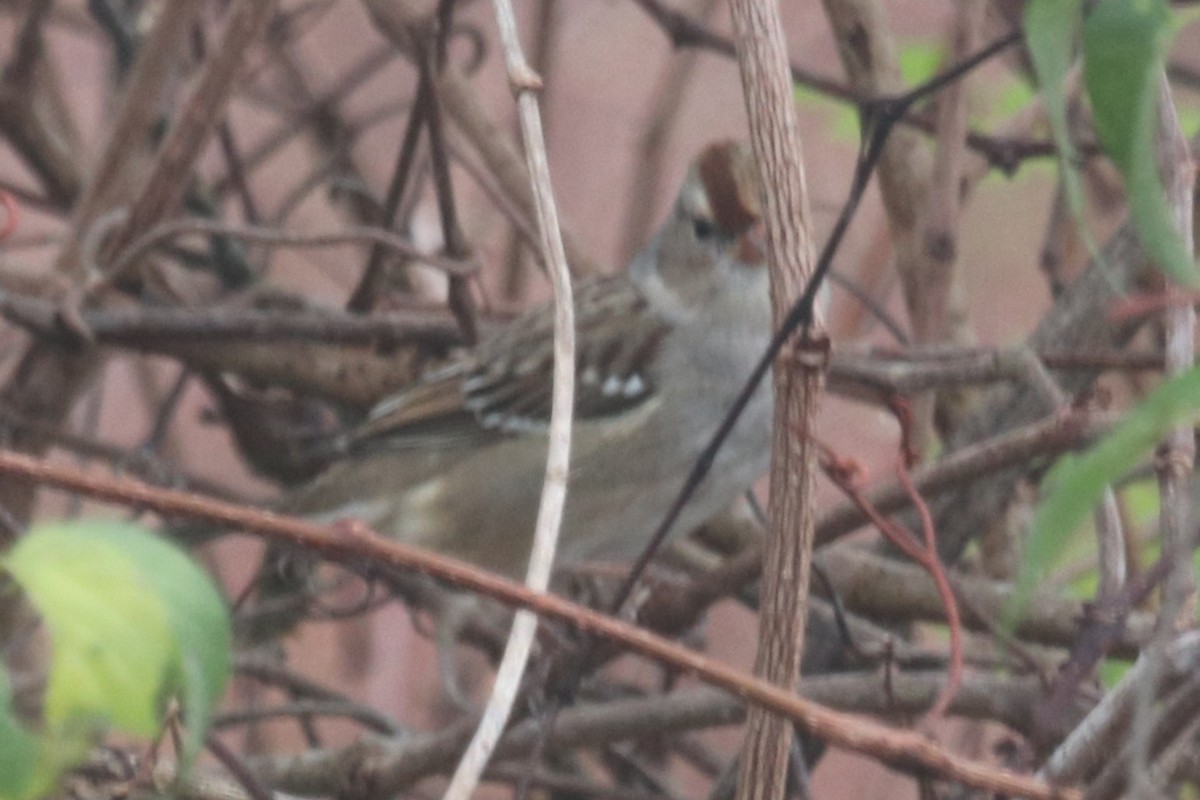 Porsuk Serçesi - ML646532904