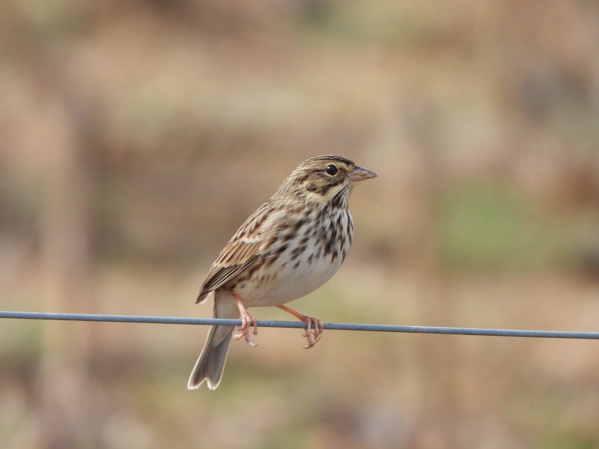 Savannah Sparrow - ML646532910
