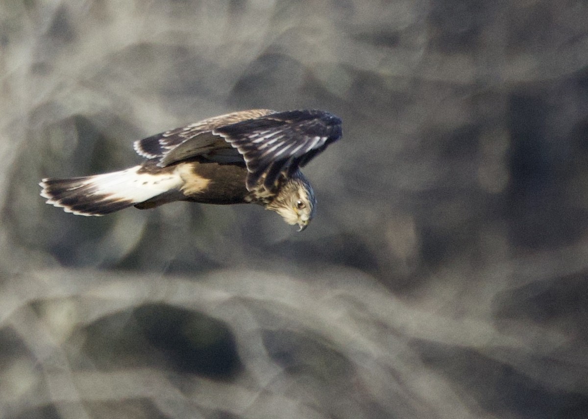 עקב מכנסיים - ML646532913