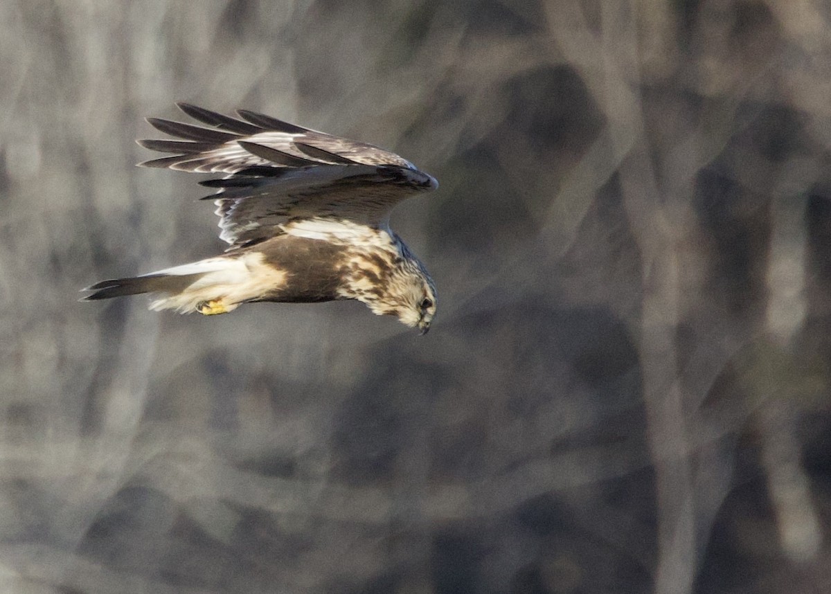 עקב מכנסיים - ML646532914