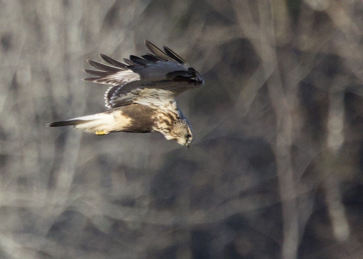עקב מכנסיים - ML646532915