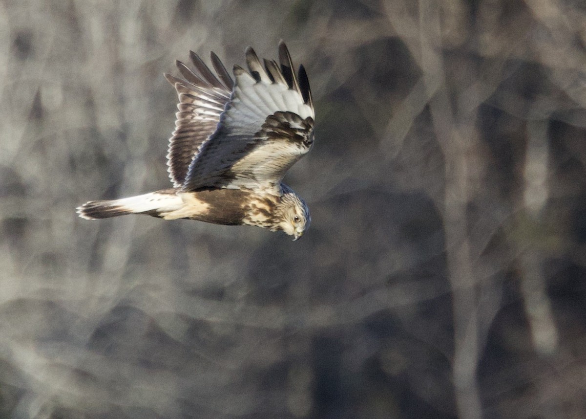 עקב מכנסיים - ML646532916