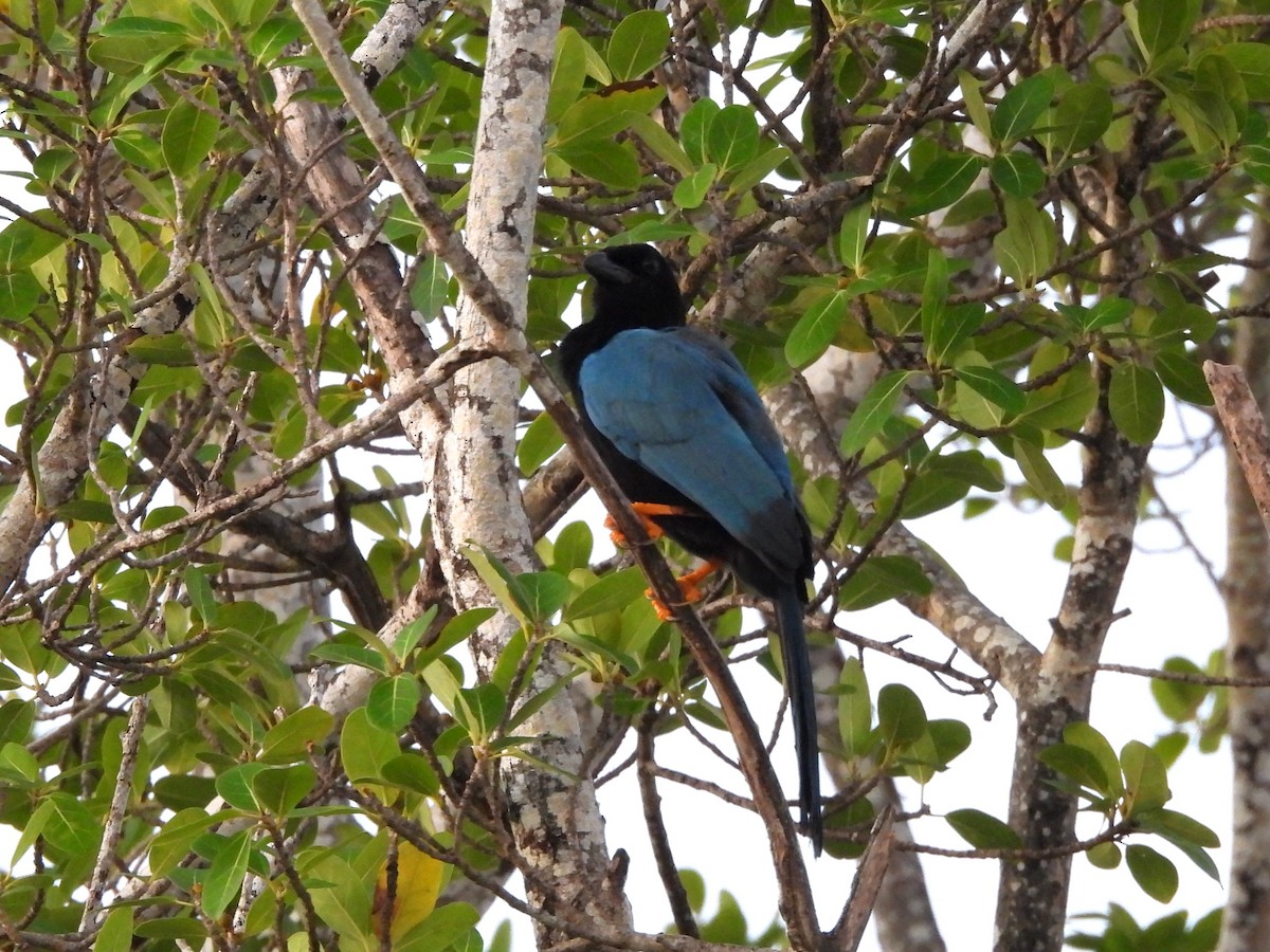 Yucatánblaurabe - ML646532917