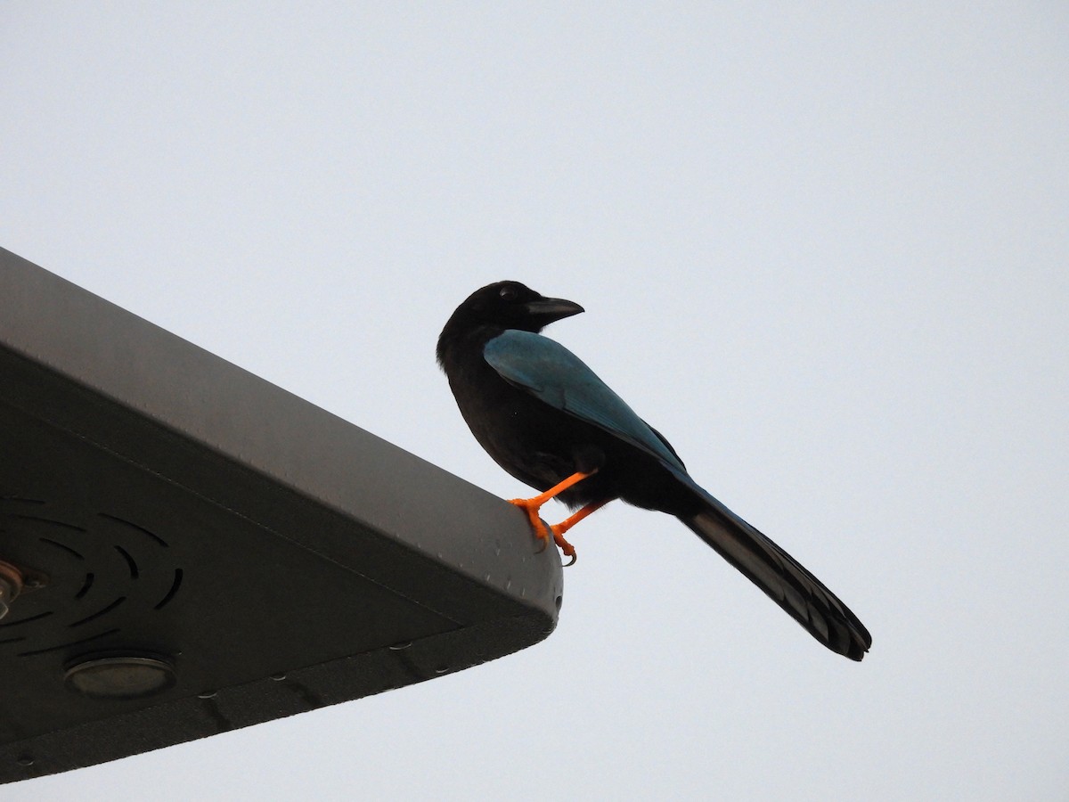 Yucatánblaurabe - ML646532918