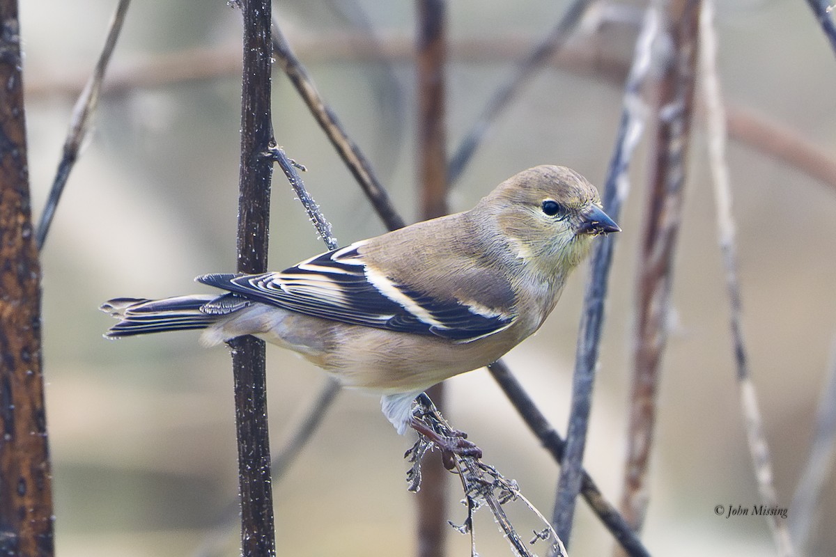 American Goldfinch - ML646532919