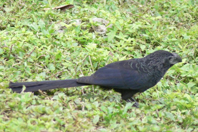 ani rýhozobá - ML646532921