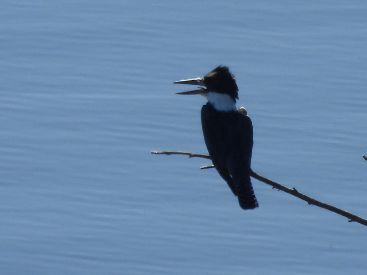 Ringed Kingfisher - ML646532923