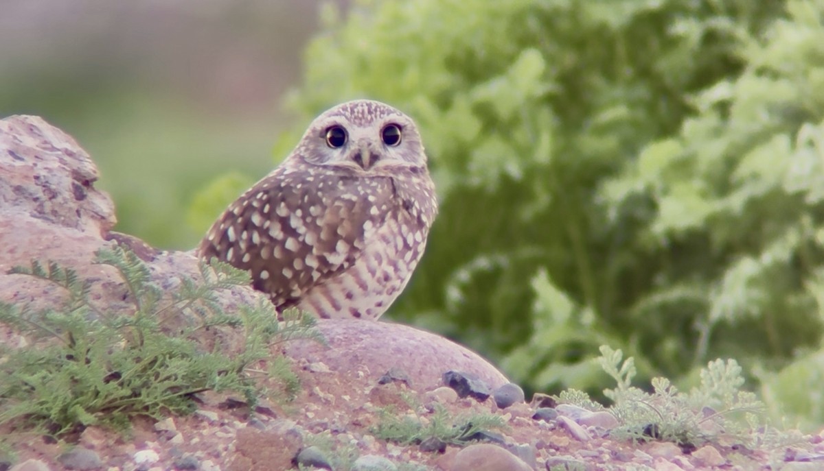 アナホリフクロウ - ML646532924