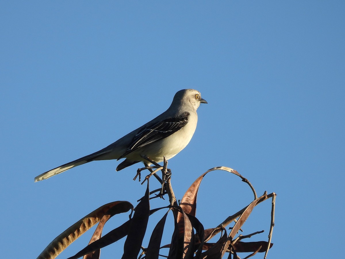 Tropenspottdrossel - ML646532934