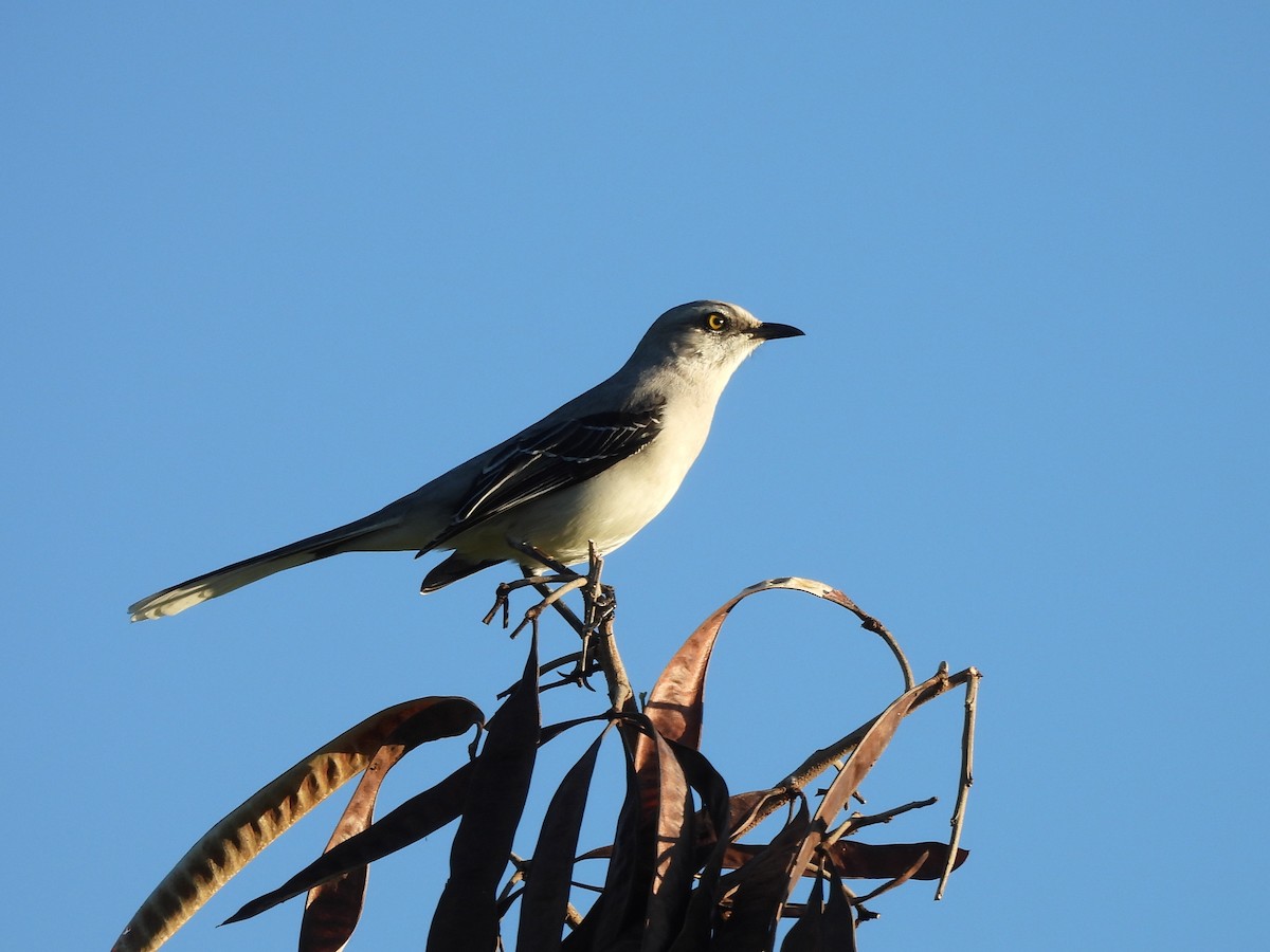 Tropenspottdrossel - ML646532935