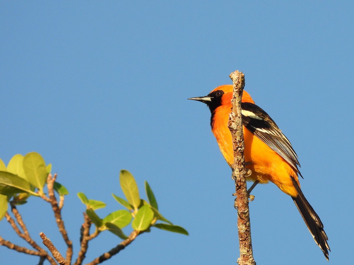 Maskentrupial - ML646532937