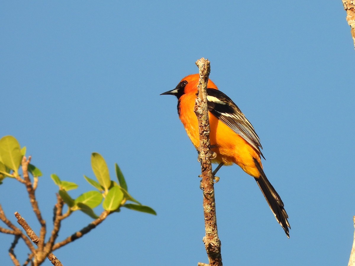 Maskentrupial - ML646532938