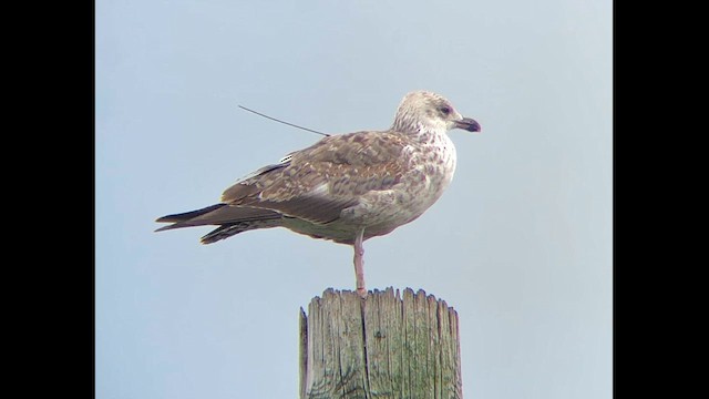 Lesser Black-backed Gull - ML646532947