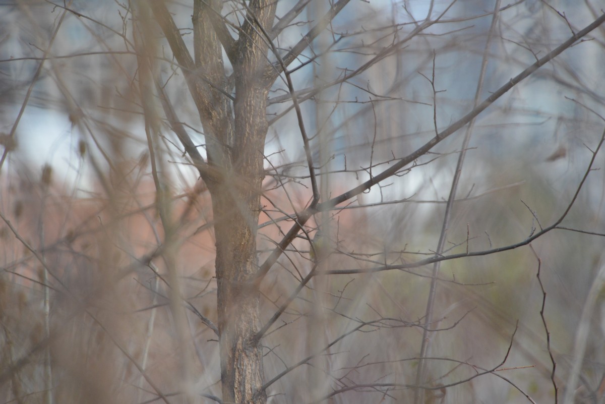 oransjekroneparula - ML646532953