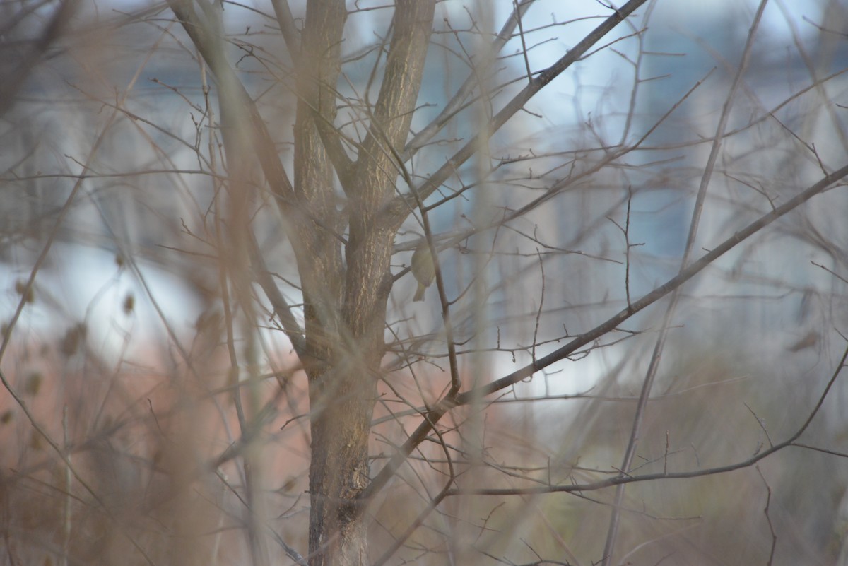 oransjekroneparula - ML646532954