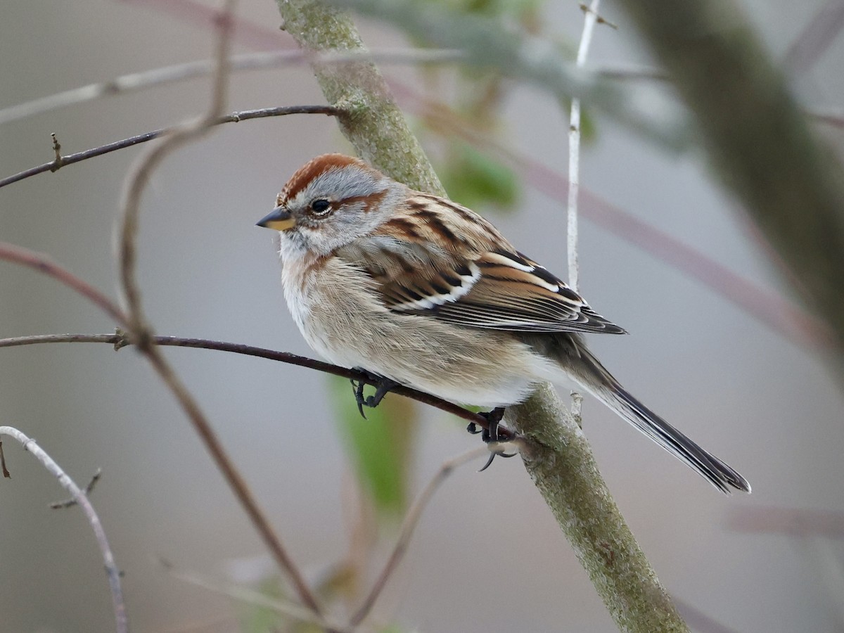 American Tree Sparrow - ML646532958