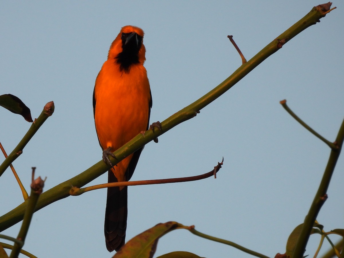 Altamira Oriole - ML646532959